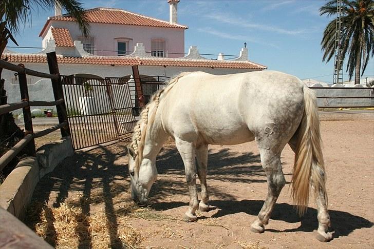 Pura Raza Española Don Doblete - Vores hus i baggrunden billede 6