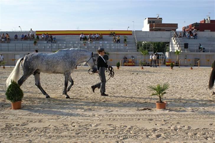 Pura Raza Española Don Doblete - Kåring i Dolores 2008 billede 7