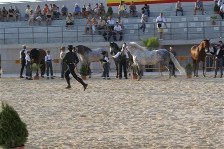 Pura Raza Española Don Doblete - Kåring i Dolores 2008 billede 8