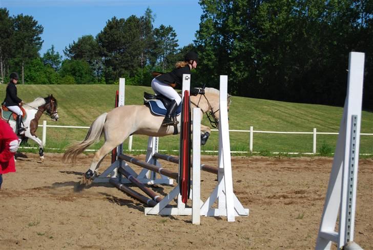 Fjordhest Strædesgaardens Max Motor - Opvarmning ved OHR stævne 09 billede 1
