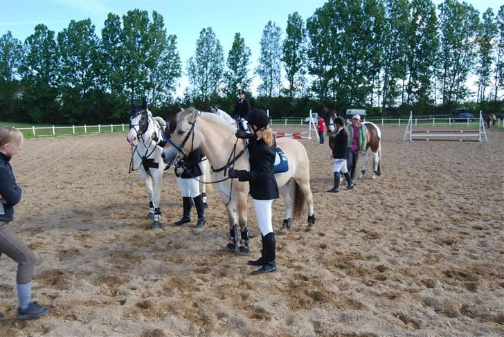 Fjordhest Strædesgaardens Max Motor - Opvarmning OHR stævne 09 billede 2