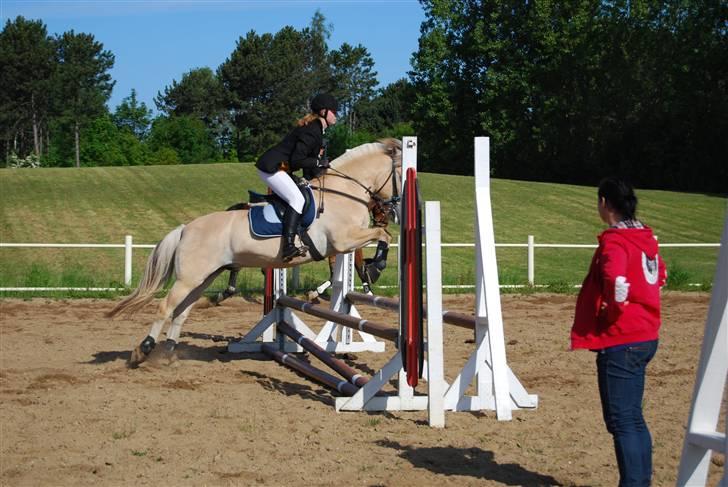 Fjordhest Strædesgaardens Max Motor - Opvarmning OHR stævne 09 billede 3