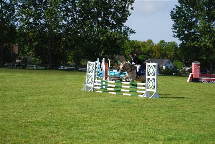 Fjordhest Strædesgaardens Max Motor - OHR Stævne LE 09 billede 4