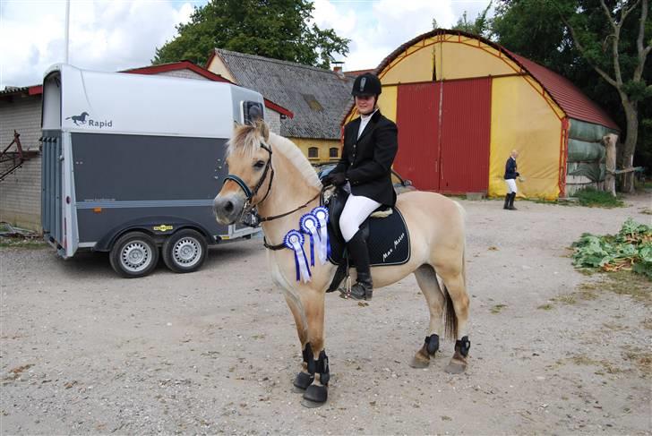 Fjordhest Strædesgaardens Max Motor - KM GREV 09  billede 5