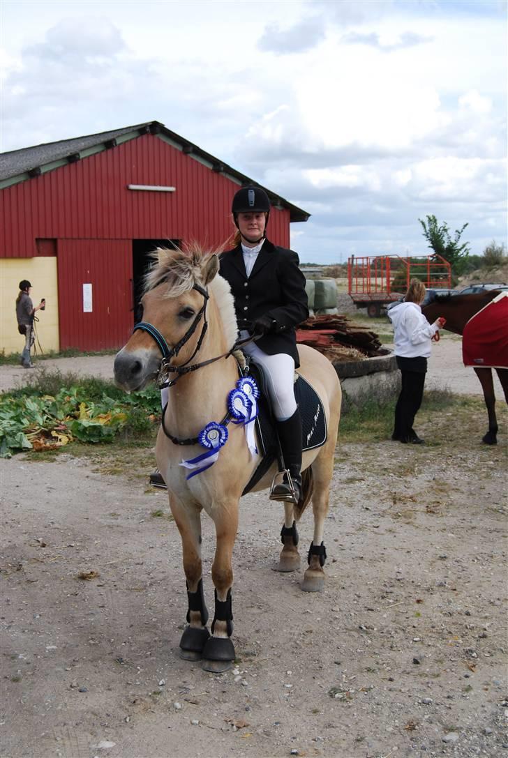 Fjordhest Strædesgaardens Max Motor - KM GREV 09  billede 6