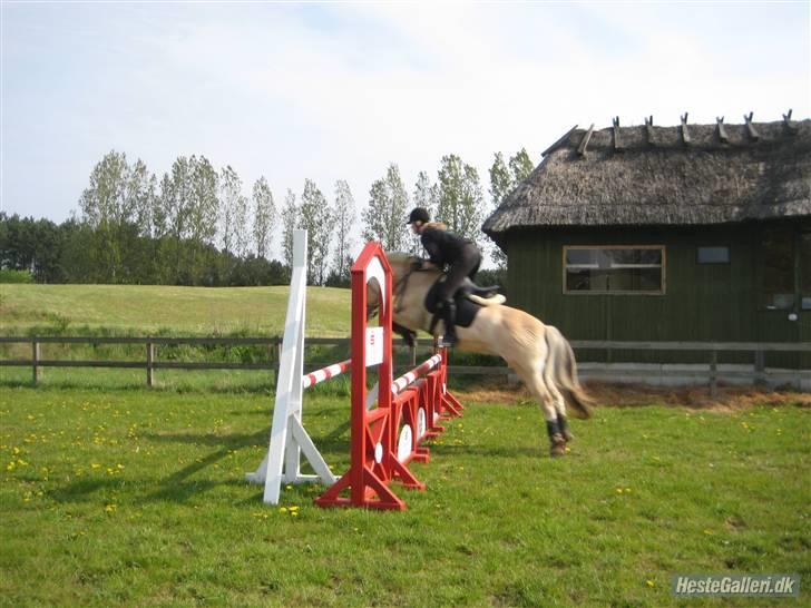 Fjordhest Strædesgaardens Max Motor - Alm. Træning OHR 90cm (2009) billede 7