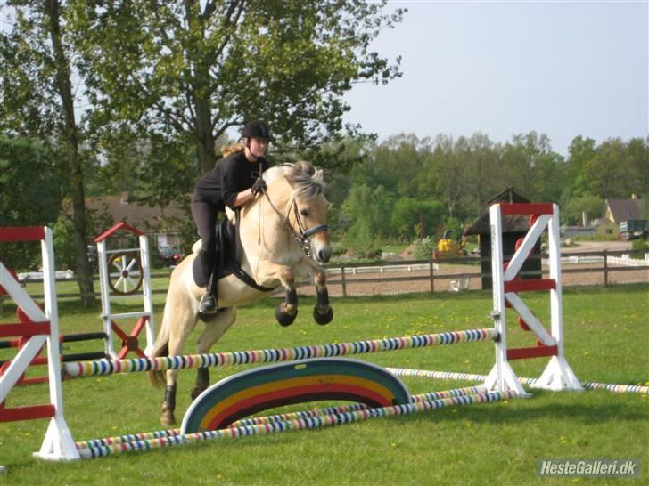 Fjordhest Strædesgaardens Max Motor - Alm. Træning OHR 70cm (2009) billede 8