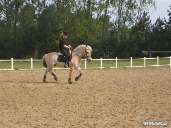 Fjordhest Strædesgaardens Max Motor - Alm. Træning OHR 2009 billede 9