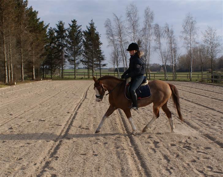 Hollandsk Sportspony Catch Me DK  - Første gang hjemme (: billede 19