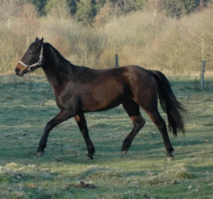 Pinto Gaasdal´s Spotless - Spotless 2 1/2 år. billede 5