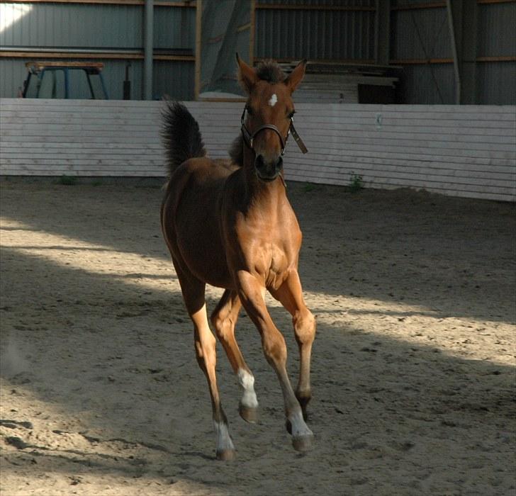 Pinto Kallestrups Omiaisis  - Velkommen til Omiaisis verden billede 1