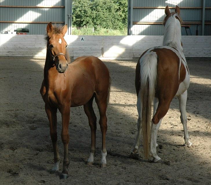 Pinto Kallestrups Omiaisis  billede 2