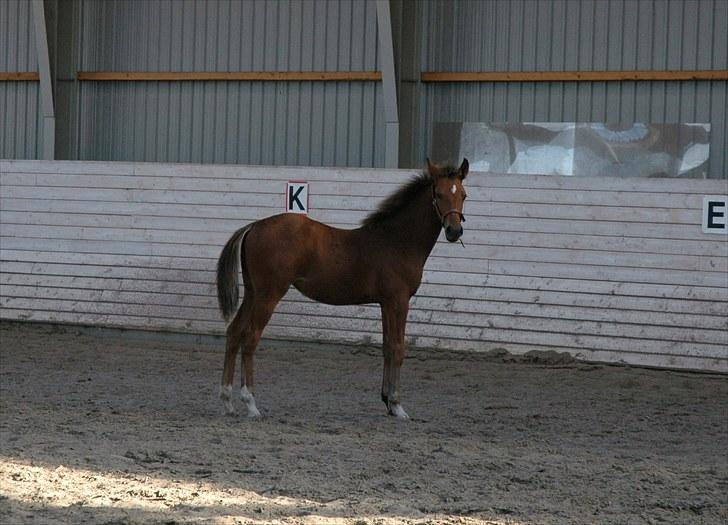 Pinto Kallestrups Omiaisis  billede 3