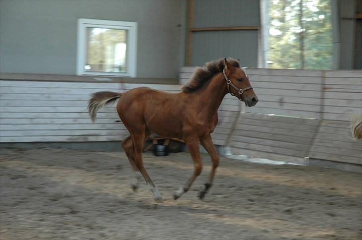 Pinto Kallestrups Omiaisis  billede 4