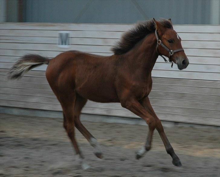 Pinto Kallestrups Omiaisis  - Lad være med at kramme mig. billede 5