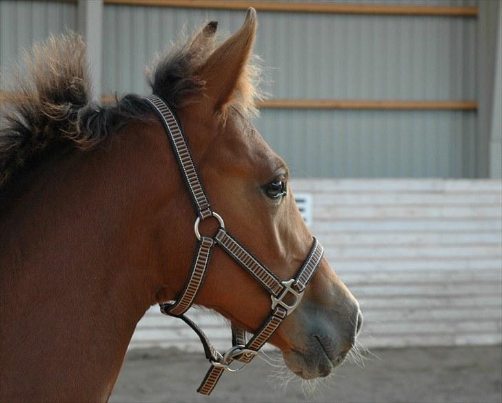 Pinto Kallestrups Omiaisis  billede 6