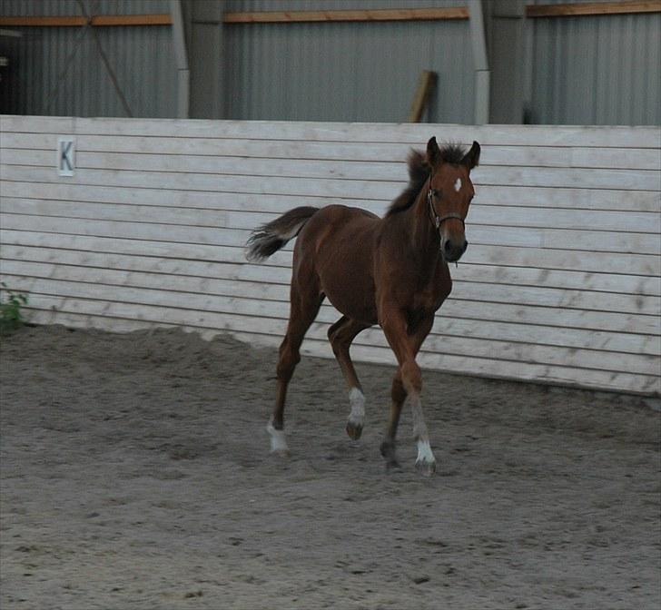 Pinto Kallestrups Omiaisis  billede 7