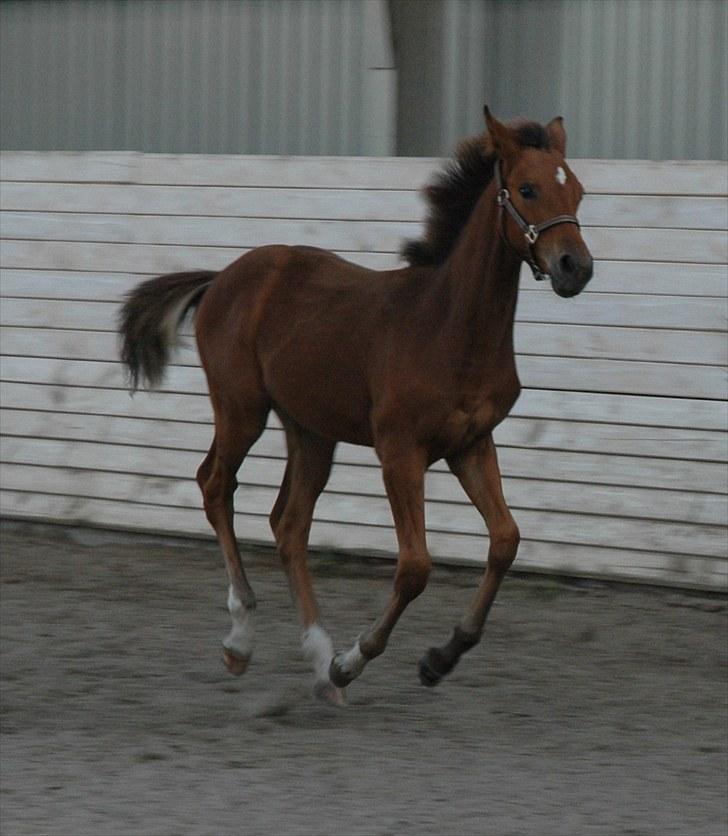 Pinto Kallestrups Omiaisis  billede 8