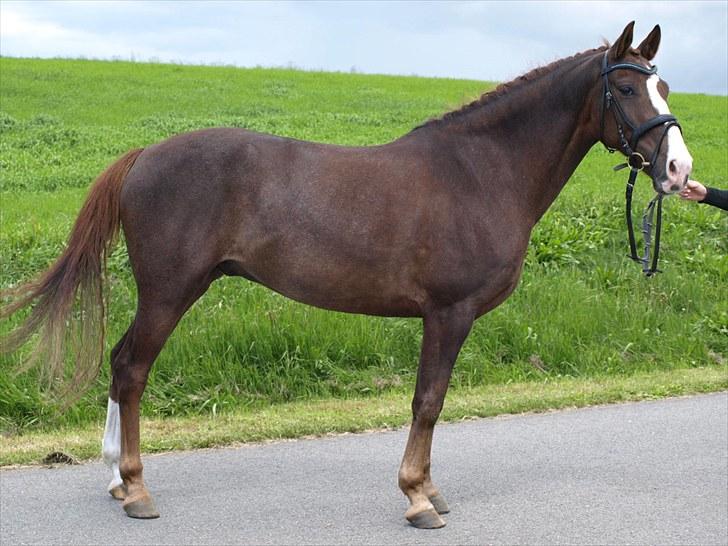 Anden særlig race Top Gun - SOLGT - FLOT FYR! foto: maria :* billede 20