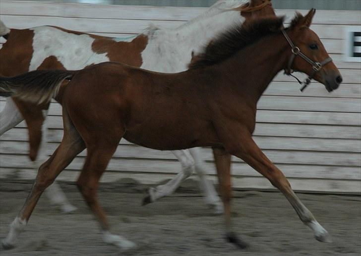 Pinto Kallestrups Omiaisis  - Smukt ik billede 9