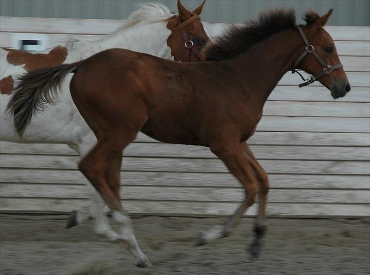 Pinto Kallestrups Omiaisis  - ´Se hvor god jeg er billede 10