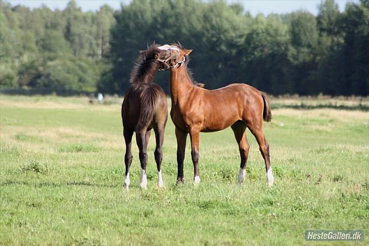 Anden særlig race Condor (Bavianen) - Condor & Cassiopeia nusser hinanden <3v foto: ECS billede 18