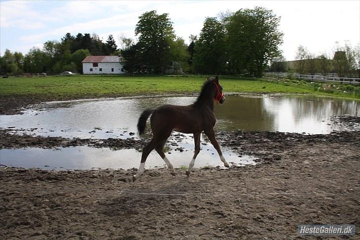 Anden særlig race Condor (Bavianen) - Condor i lækker trav :) foto: ECS billede 19