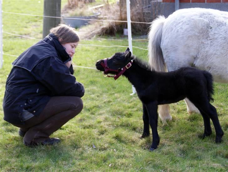 Belgisk Miniature RKG Moons Happy Miracle - d. 11 april 8 dage gammel billede 7