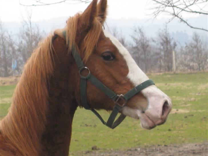 Anden særlig race Larsmindes Aviaja billede 16