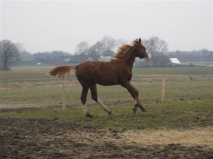 Anden særlig race Larsmindes Aviaja billede 17