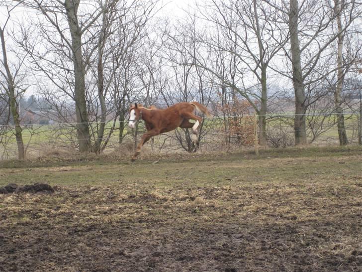 Anden særlig race Larsmindes Aviaja billede 18