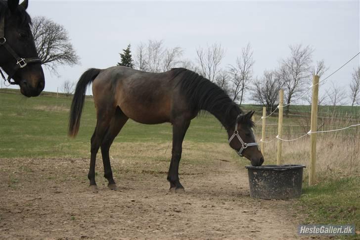 Arabisk fuldblod (OX) Iris 4843 - Buuuuuuuuhaaah! Vandet er farligt! :D ¤Foto: Spirit (Mig)¤ billede 3