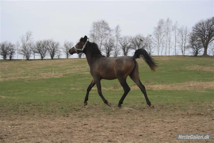 Arabisk fuldblod (OX) Iris 4843 - En lille stolt Iris på folden i dejligt vejr ¤Foto: Spirit (Mig)¤ billede 4