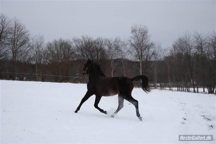 Arabisk fuldblod (OX) Iris 4843 - Deeeeejlig at løbe rundt i sneen ¤Foto:Spirit (Mig)¤ billede 5