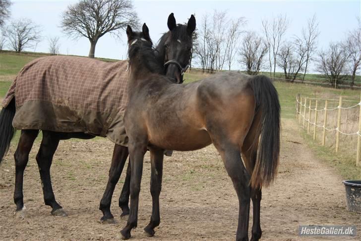 Arabisk fuldblod (OX) Iris 4843 - Iris og Easy stå på folden og nusser <3 ¤Foto:Spirit (Mig)¤ billede 6