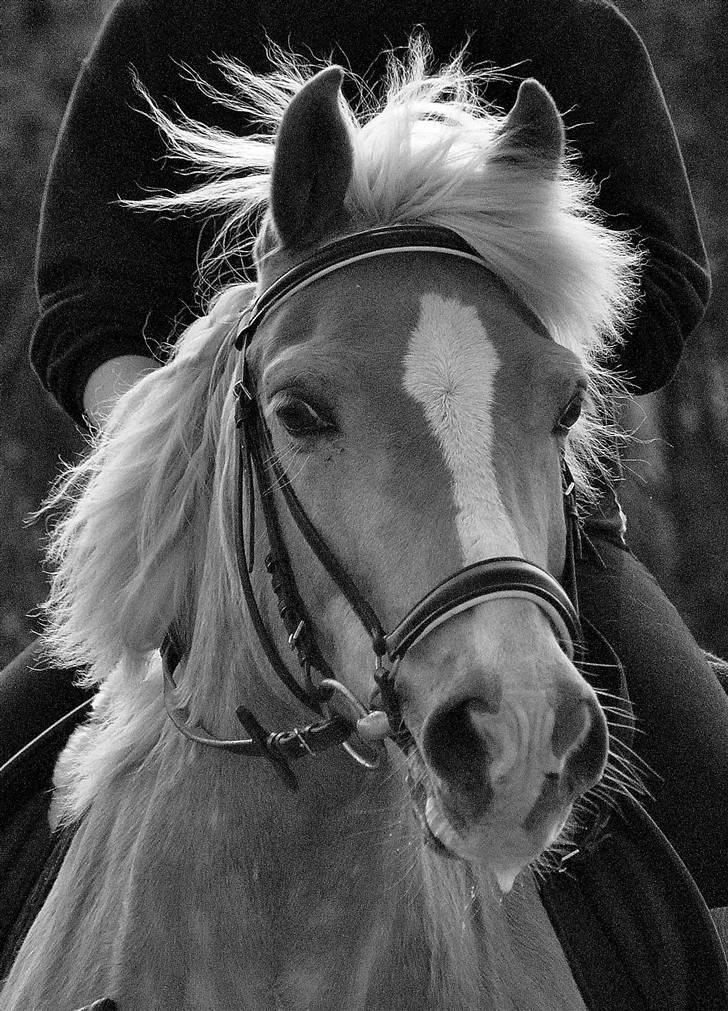 Haflinger Nissan billede 2