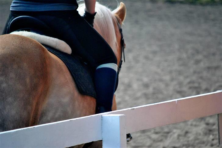 Haflinger Nissan billede 3