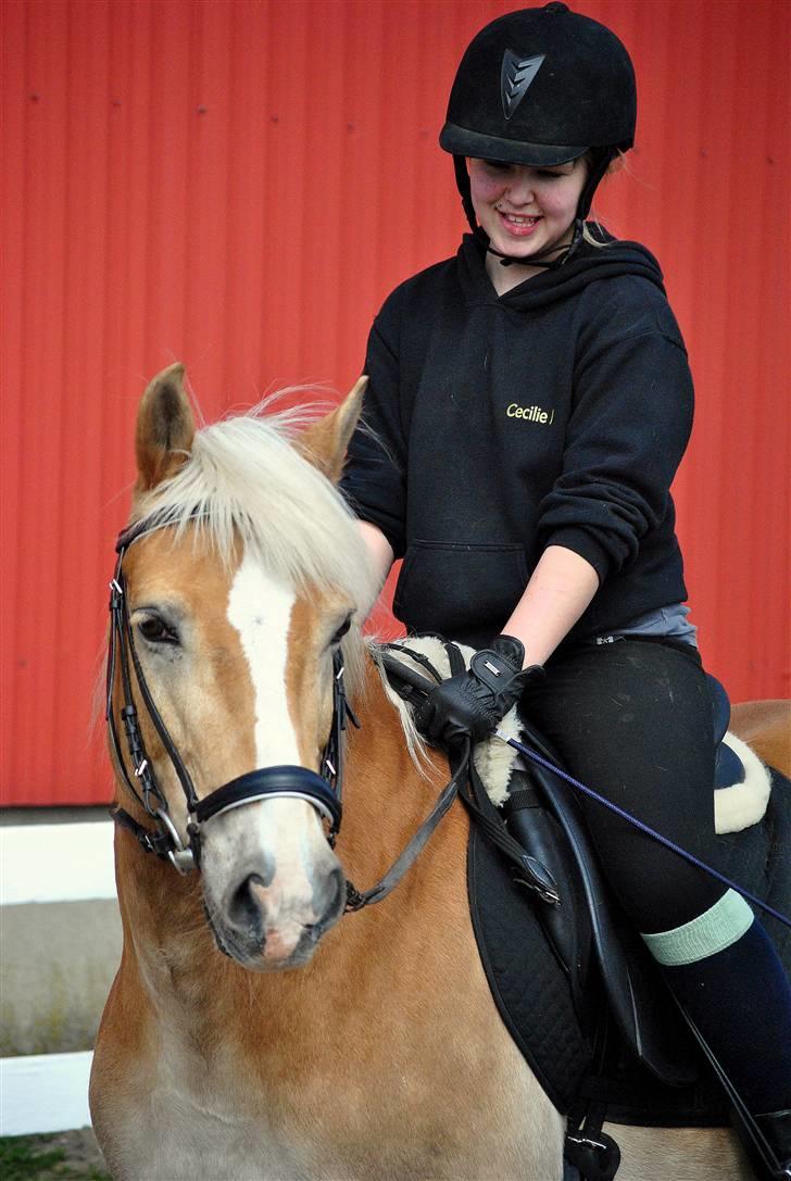 Haflinger Nissan billede 4