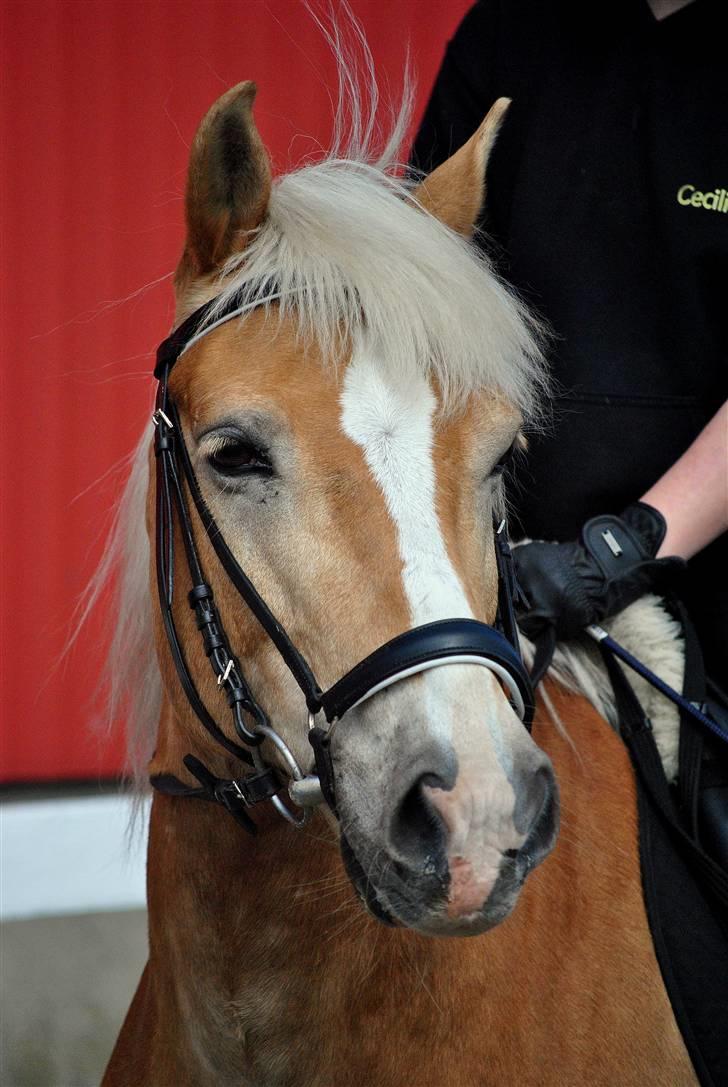 Haflinger Nissan billede 5