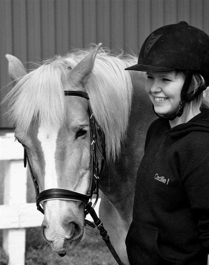 Haflinger Nissan billede 6