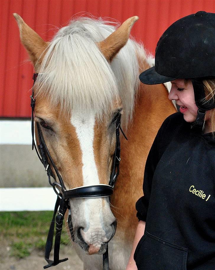 Haflinger Nissan billede 7