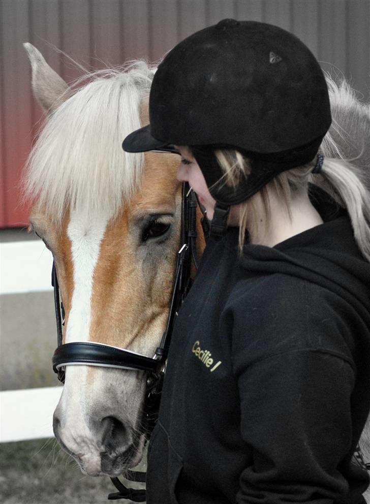 Haflinger Nissan billede 8