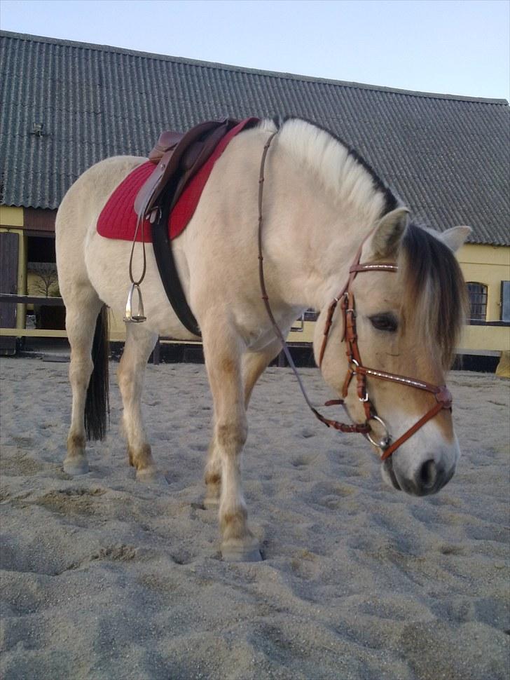 Fjordhest Fønix Frode billede 1