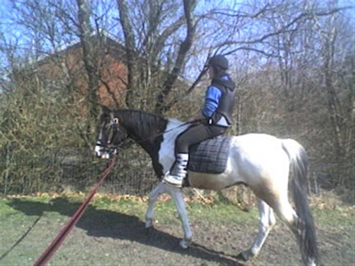 Anden særlig race konano *SOLGT* billede 14