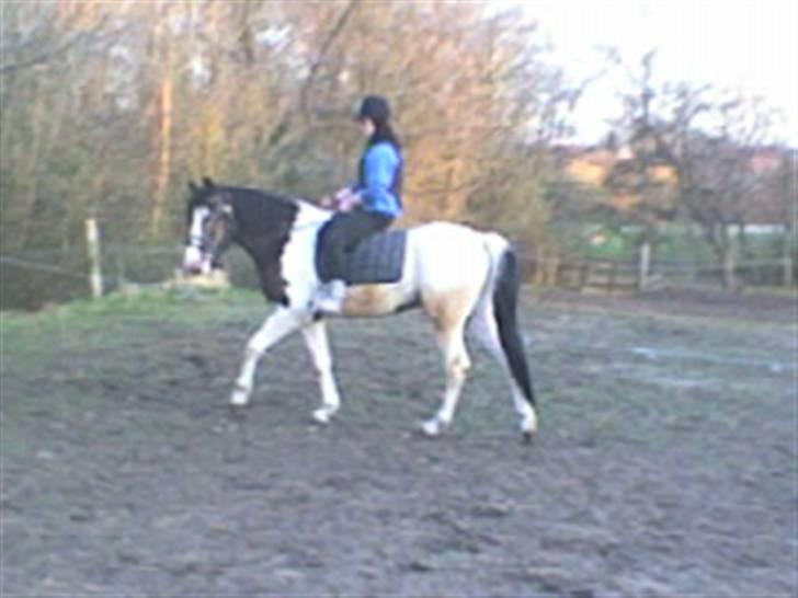 Anden særlig race konano *SOLGT* billede 15