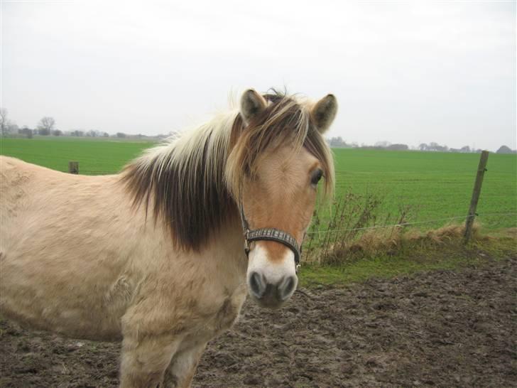 Fjordhest Fønix Frode billede 2