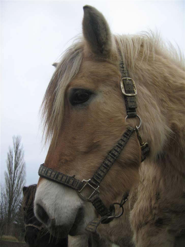 Fjordhest Fønix Frode billede 3