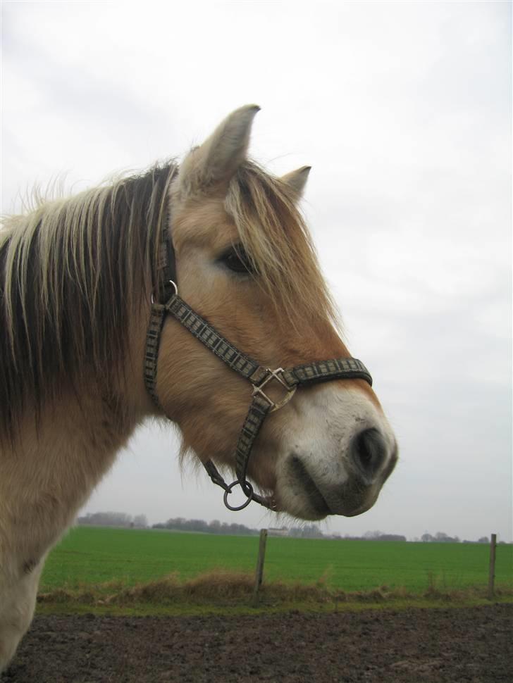 Fjordhest Fønix Frode billede 4