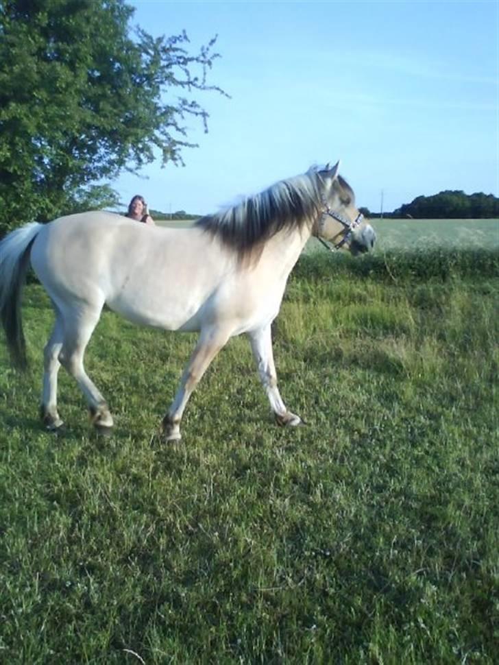 Fjordhest Fønix Frode billede 5