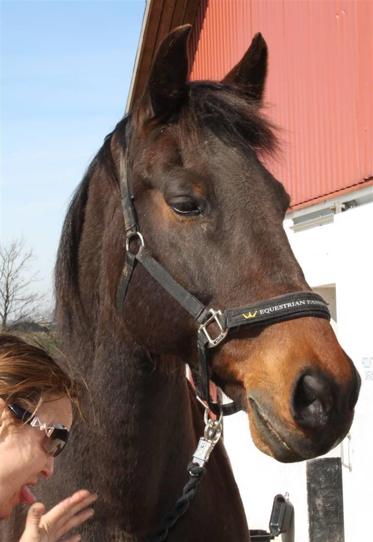 Oldenborg Chevall R.I.P - 21 årige smuksak  billede 5